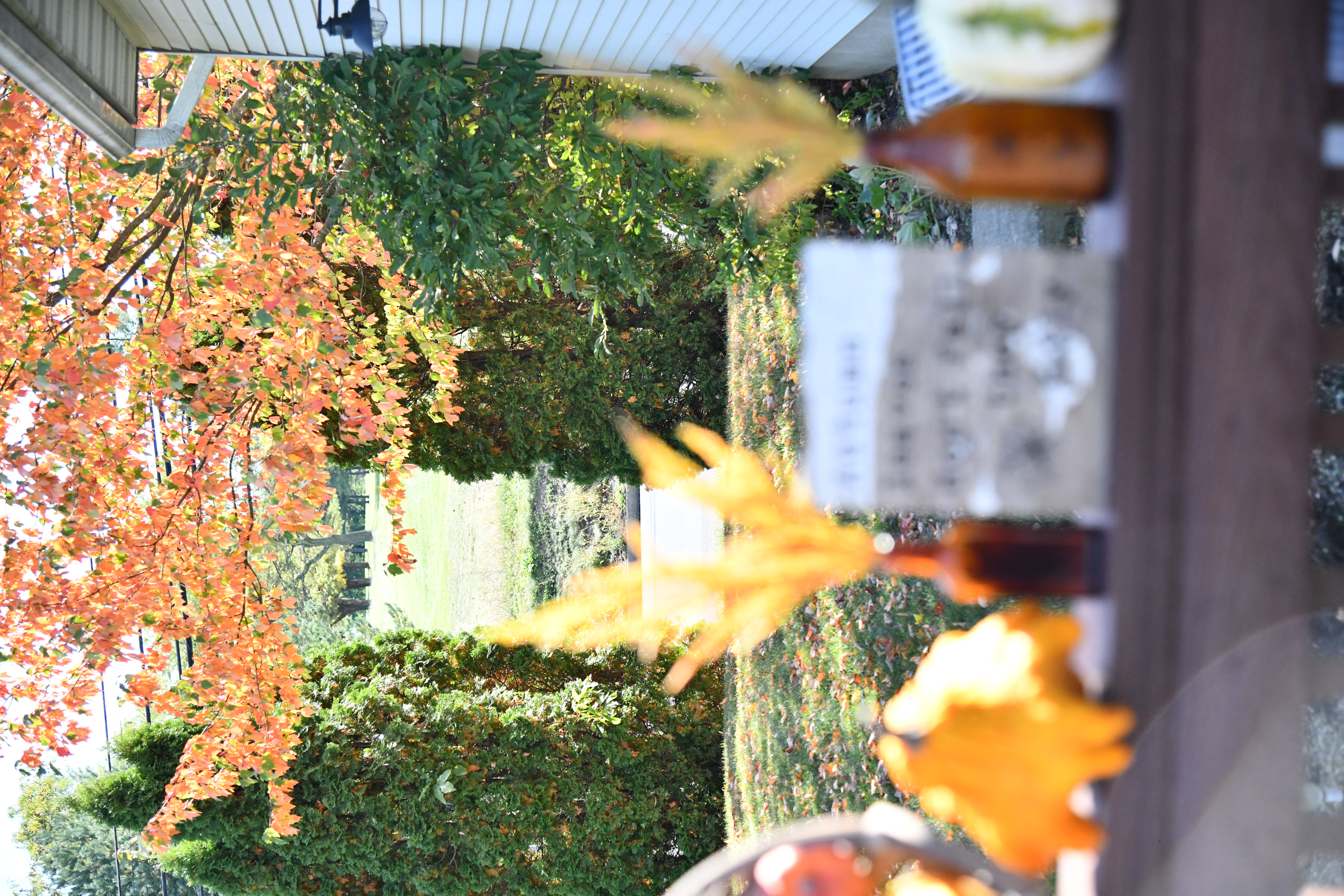 Fall leaves and tree blurred out sign and amber bottles